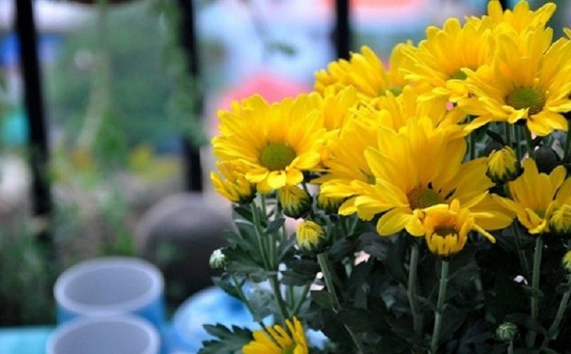 hoa cúc vàng cắm bàn thờ 
